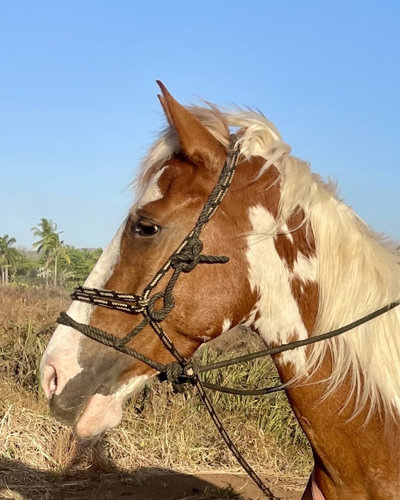 Charlie, a chestnut and white pinto horse