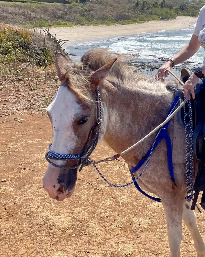 Mia, a roan horse by the beach