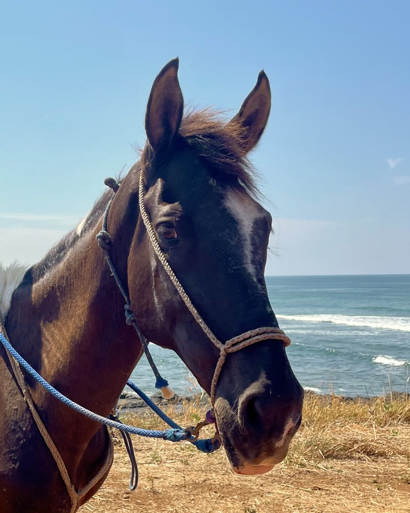 Shalom, a dark bay horse by the ocean